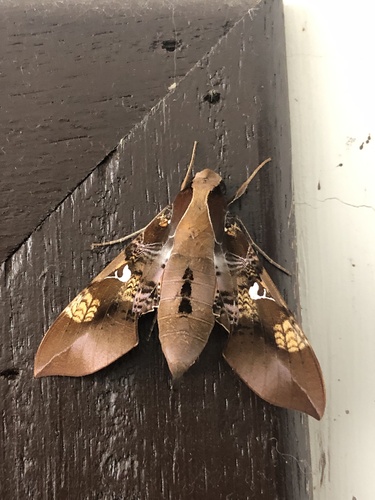 Callionima inuus
