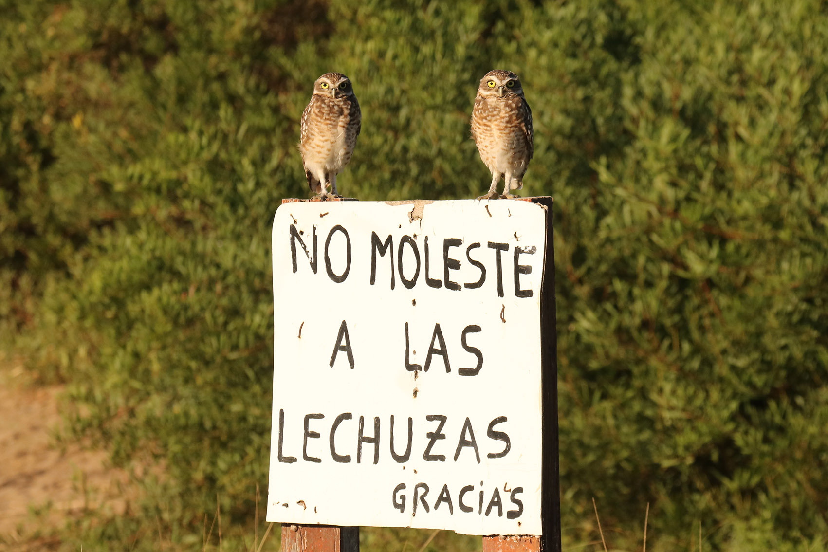 Burrowing Owl (Athene cunicularia)