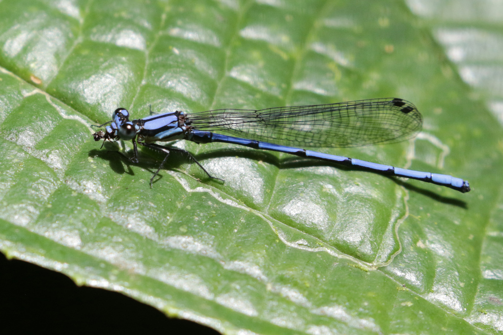 Sky-blue Dancer