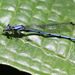 Azulilla de Arroyo Ecuatorial - Photo (c) Cameron Eckert, algunos derechos reservados (CC BY-NC), uploaded by Cameron Eckert
