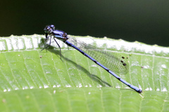 Argia medullaris
