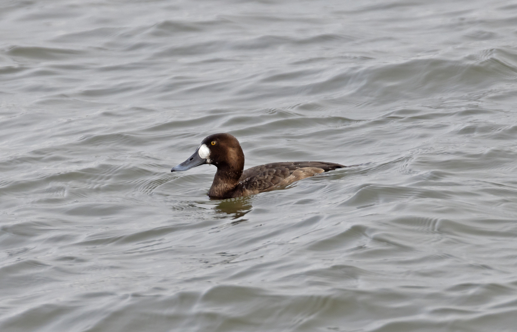 Greater Scaup from Swan Harbor Farm, 401 Oakington Rd, Havre De Grace ...