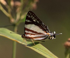 Dodona deodata