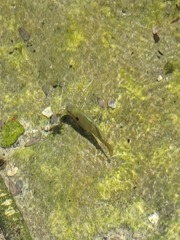 Lepomis cyanellus
