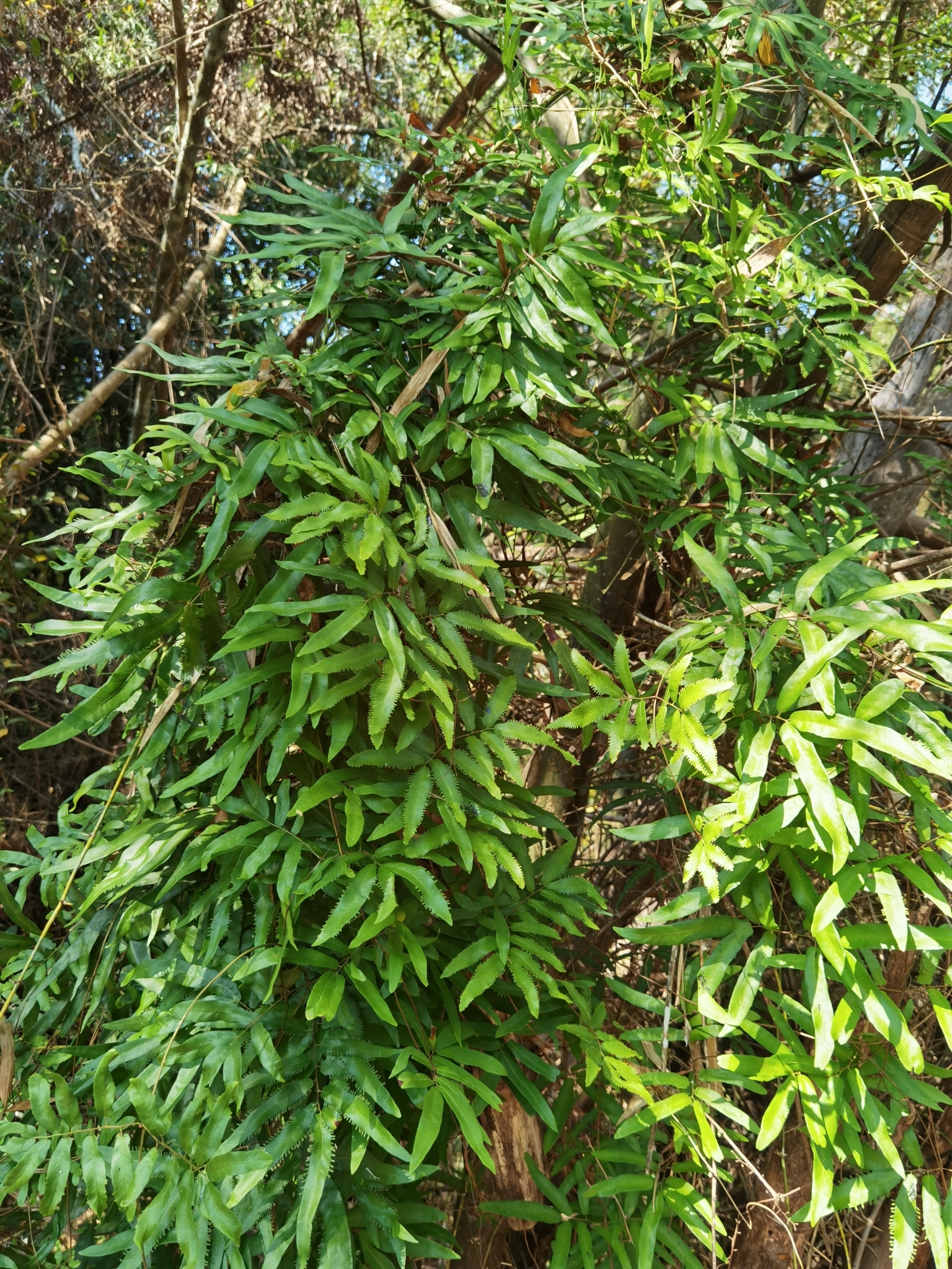 Lygodium salicifolium — ảnh 3