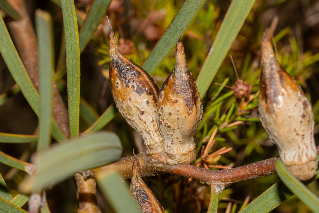 erect hakea
