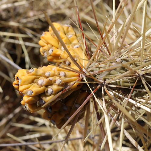 Image of Cylindropuntia davisii by (c) Catherine C. Galley, some rights reserved (CC BY)