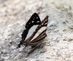 Dodona deodata