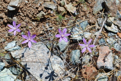 Brodiaea minor