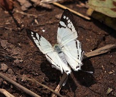 Dodona deodata