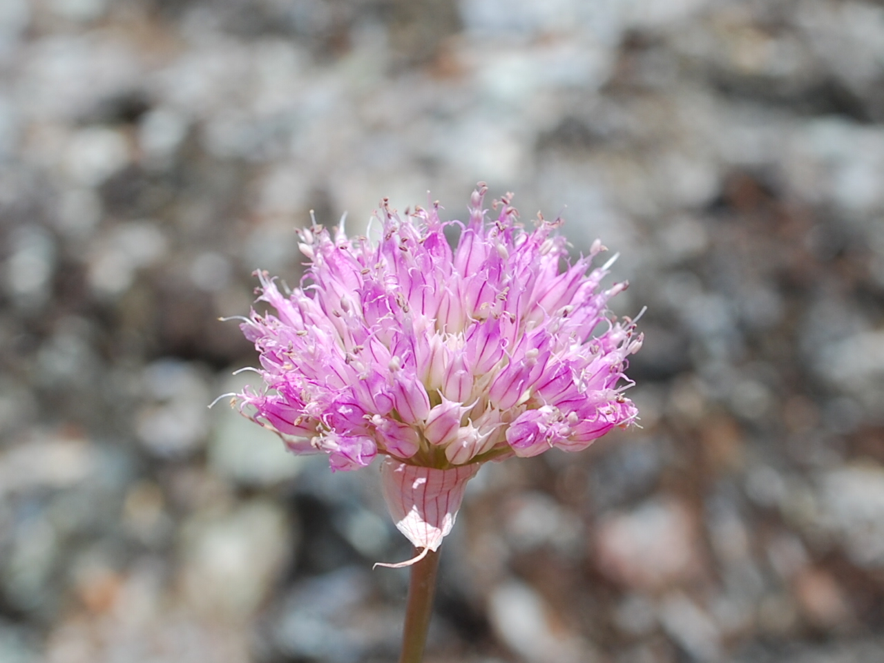Allium sanbornii var. sanbornii