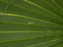 Ormenaria rufifascia