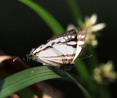 Dodona deodata