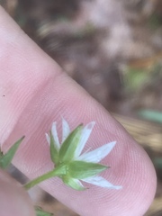 Stellaria corei