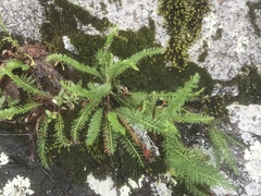 Achillea millefolium borealis