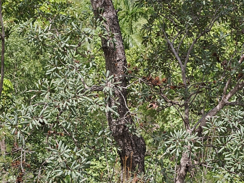 Blepharocarya depauperata (Blepharocarya depauperata)