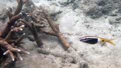 Parupeneus barberinoides