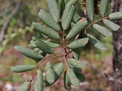 Blepharocarya depauperata