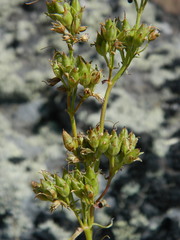 Penstemon elegantulus