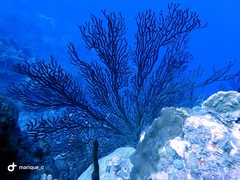 Iciligorgia schrammi