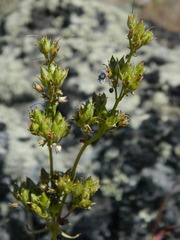 Penstemon elegantulus