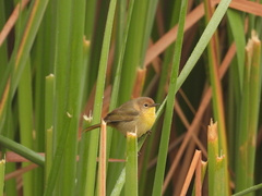 Black-Polled Yellowthroat photo 3