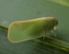 Ormenaria rufifascia