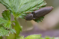 Agriotes ferrugineipennis