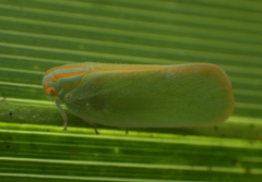 Ormenaria rufifascia