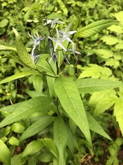 Amsonia tabernaemontana