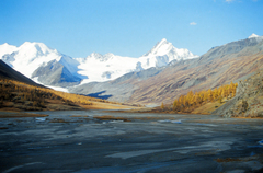 Siberian Larch (Larix sukaczewii)
