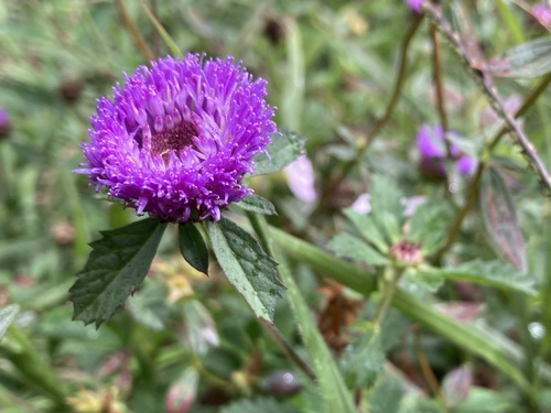 Centratherum punctatum, 2024-02-16