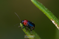 Cryptocephalus sanguinicollis