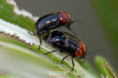 Cryptocephalus sanguinicollis