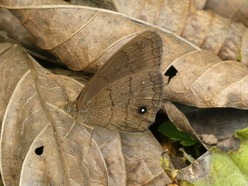 Forsterinaria neonympha