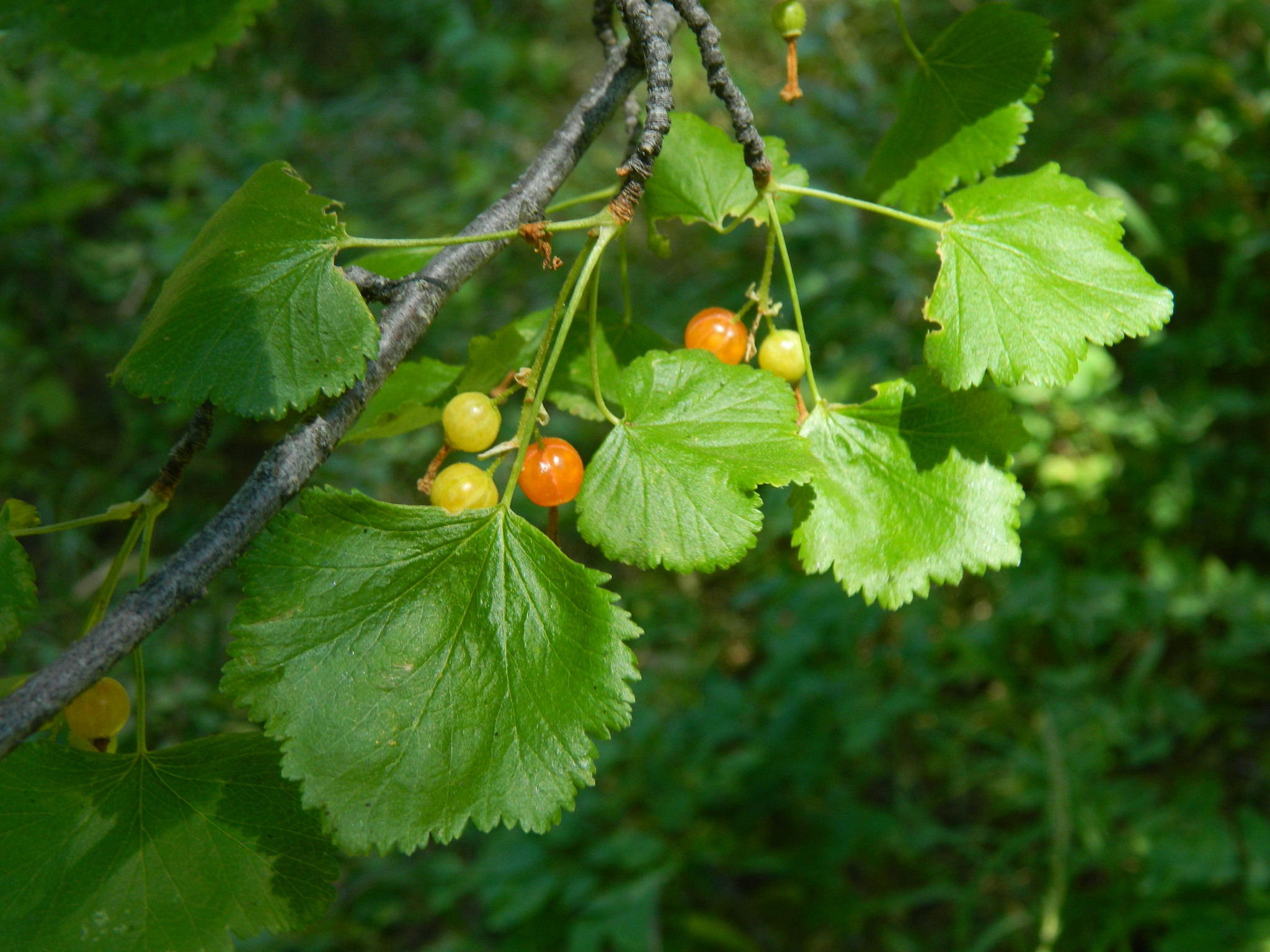 Ribes cereum var. colubrinum