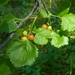 Ribes cereum colubrinum - Photo 由 mhays 所上傳的 (c) mhays，保留部份權利CC BY-NC