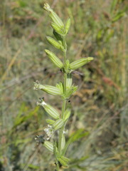 Silene scouleri