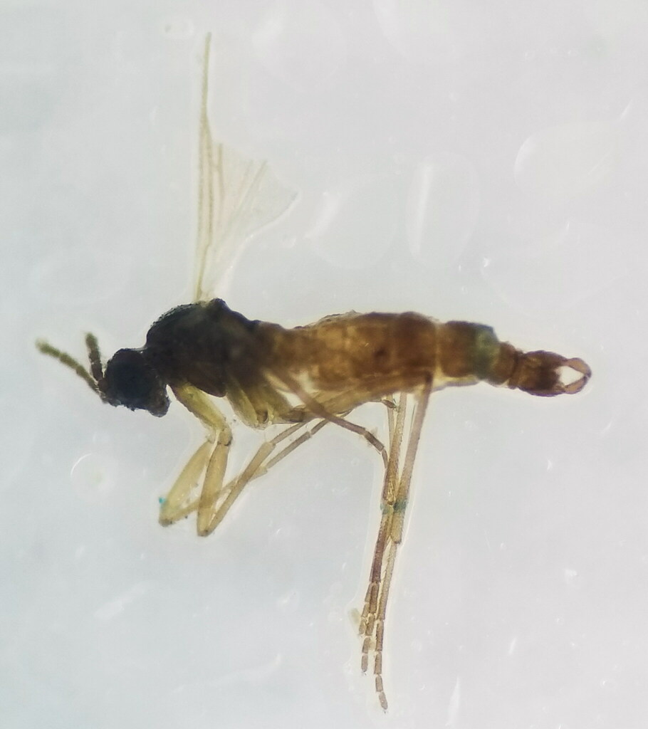 Lycoriella sativae