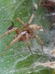 Araneae