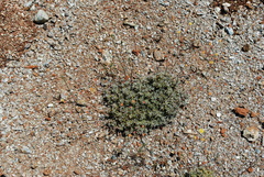Eriogonum tripodum