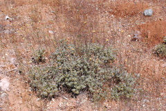 Eriogonum tripodum