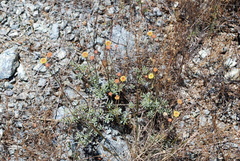 Eriogonum tripodum