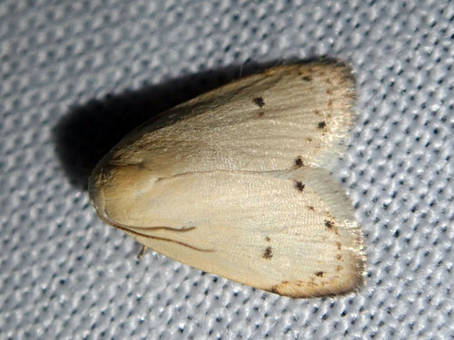 Eutane alba