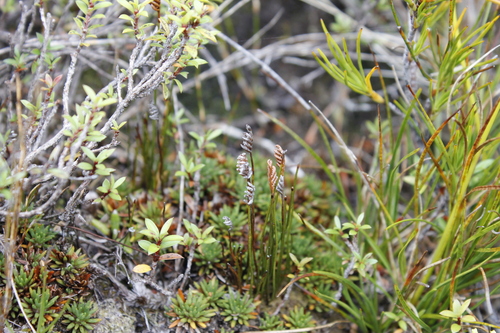 Image of Southern Comb Fern (Schizaea australis) by (c) Stella Fish, some rights reserved (CC BY)