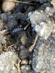 Armadillidium vulgare