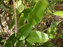 Smilax auriculata image