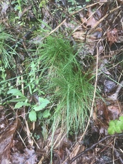 Festuca trachyphylla