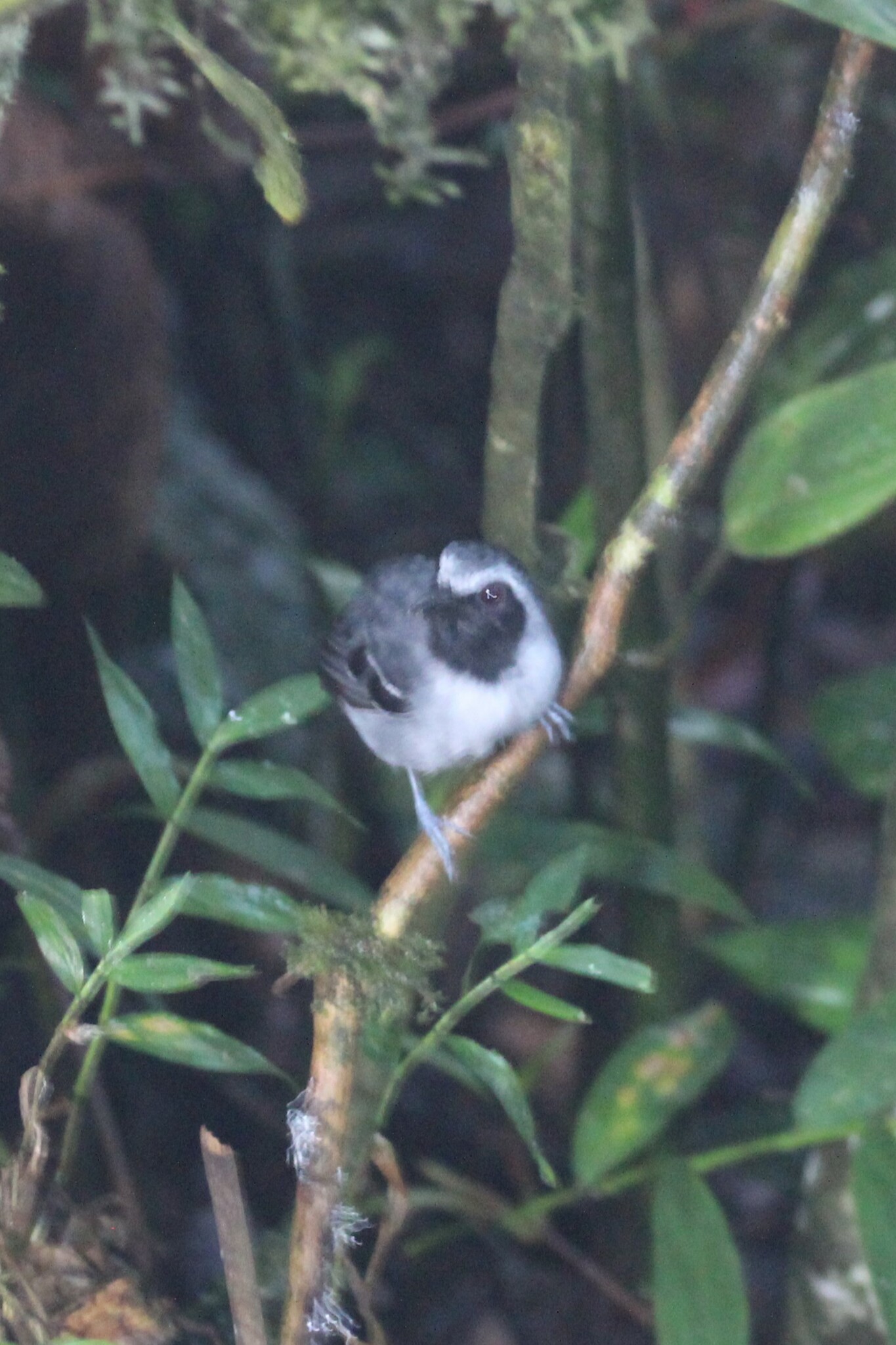 Black-faced Antbird (Myrmoborus myotherinus), photo 8