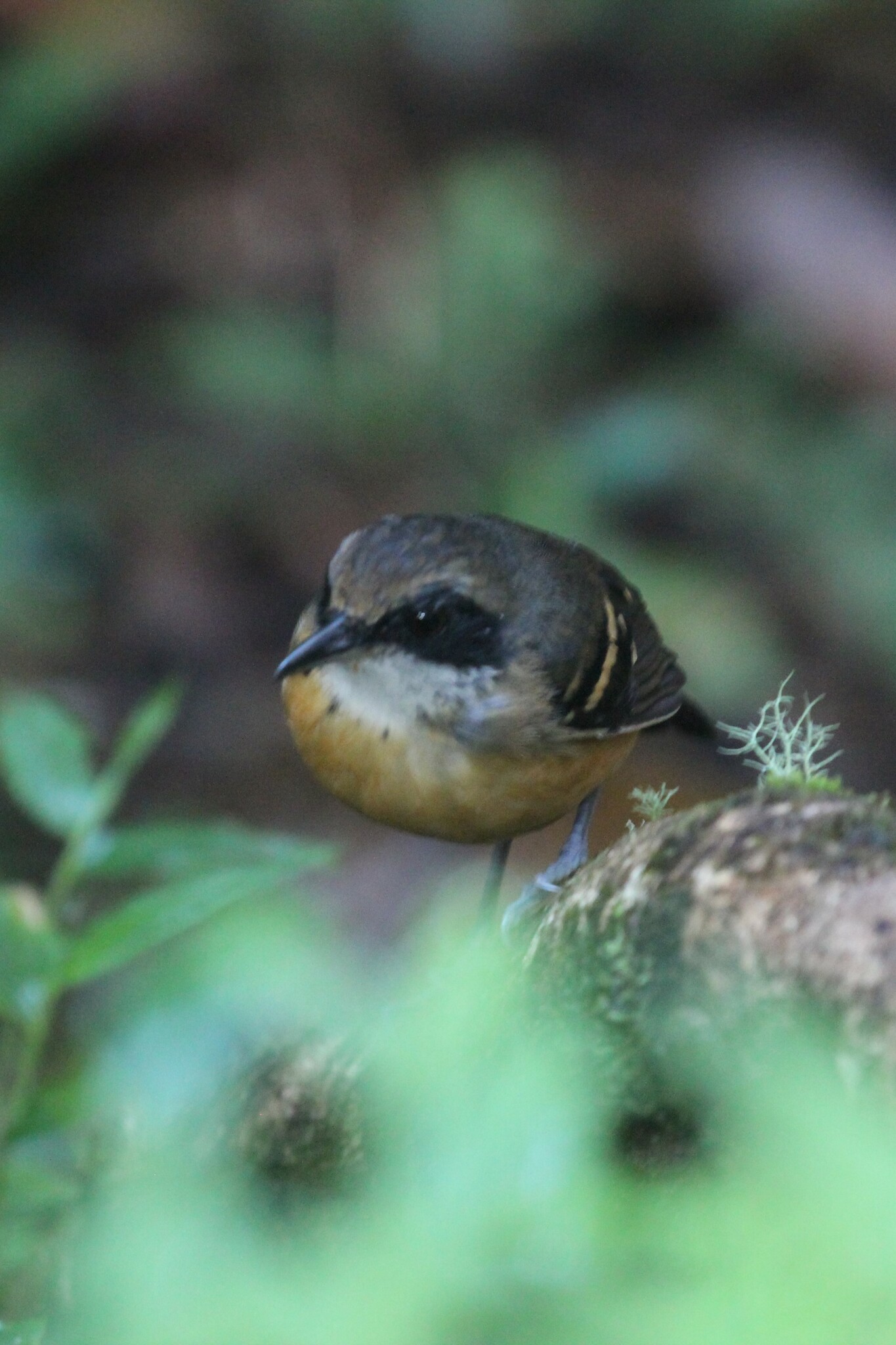 Black-faced Antbird (Myrmoborus myotherinus), photo 10